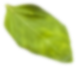 Ayfood