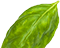 Ayfood