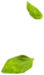 Ayfood